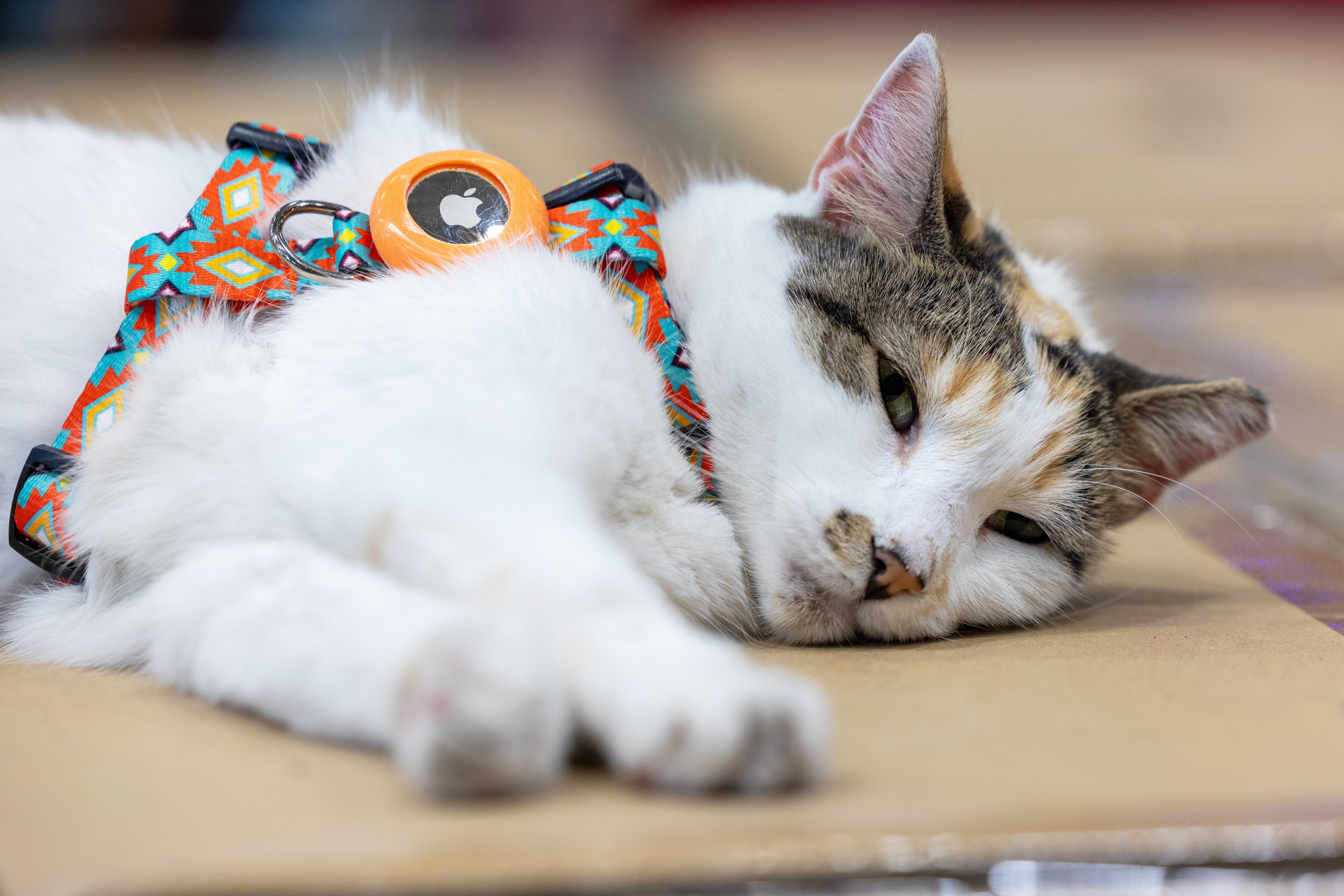 Francine, the store cat, at a Lowe's in Richmond, Va., Oct. 7, 2025.