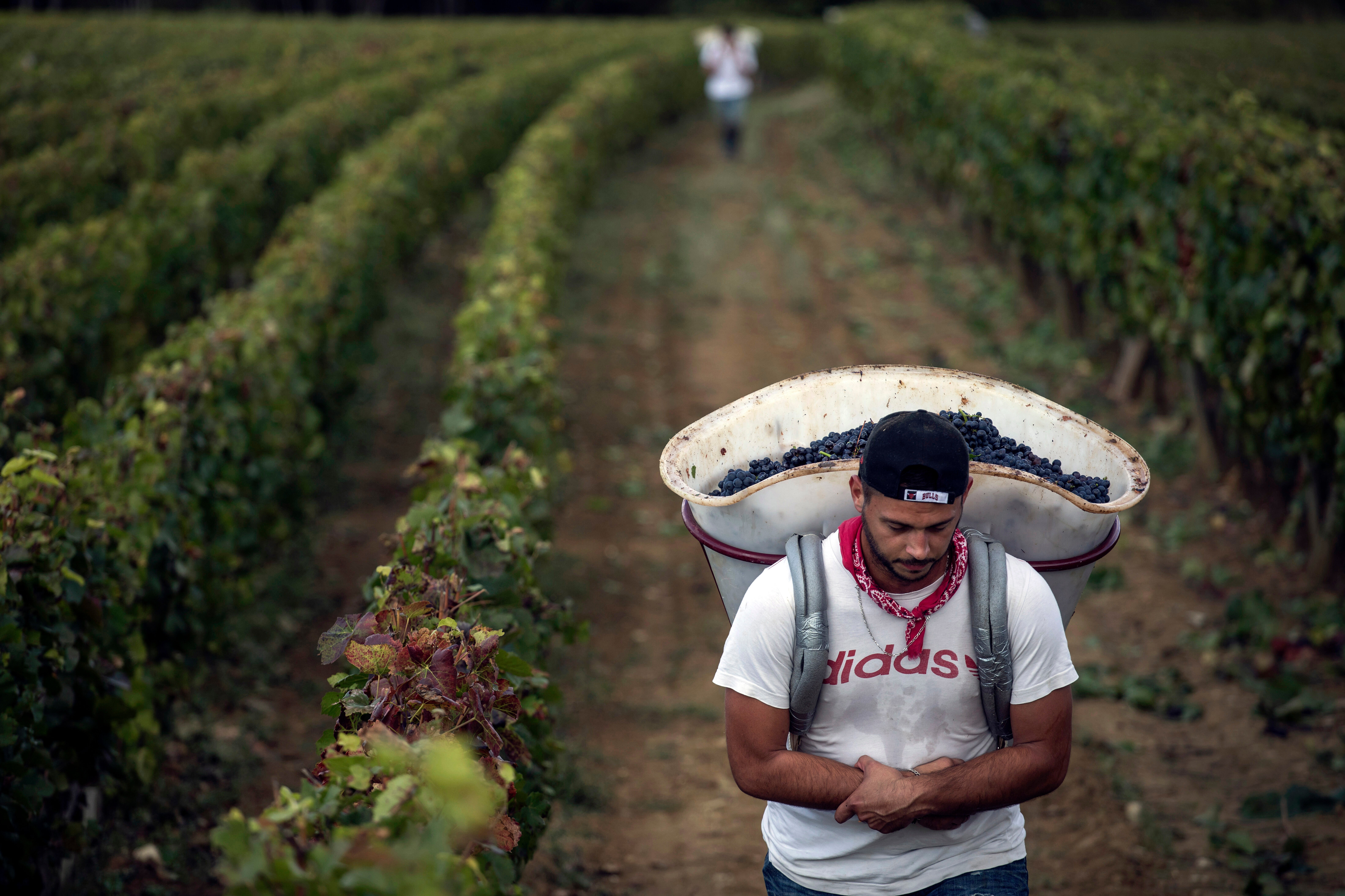 In this Sept. 12, 2017 file photo, a worker carries red grapes in a burgundy vineyard during the grape harvest season, in Volnay, central France.