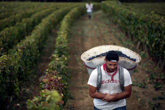 In this Sept. 12, 2017 file photo, a worker carries red grapes in a burgundy vineyard during the grape harvest season, in Volnay, central France.