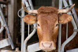 A cow looks out from a barn on a farm in Chemire-Le-Gaudin, France, March 18, 2022.