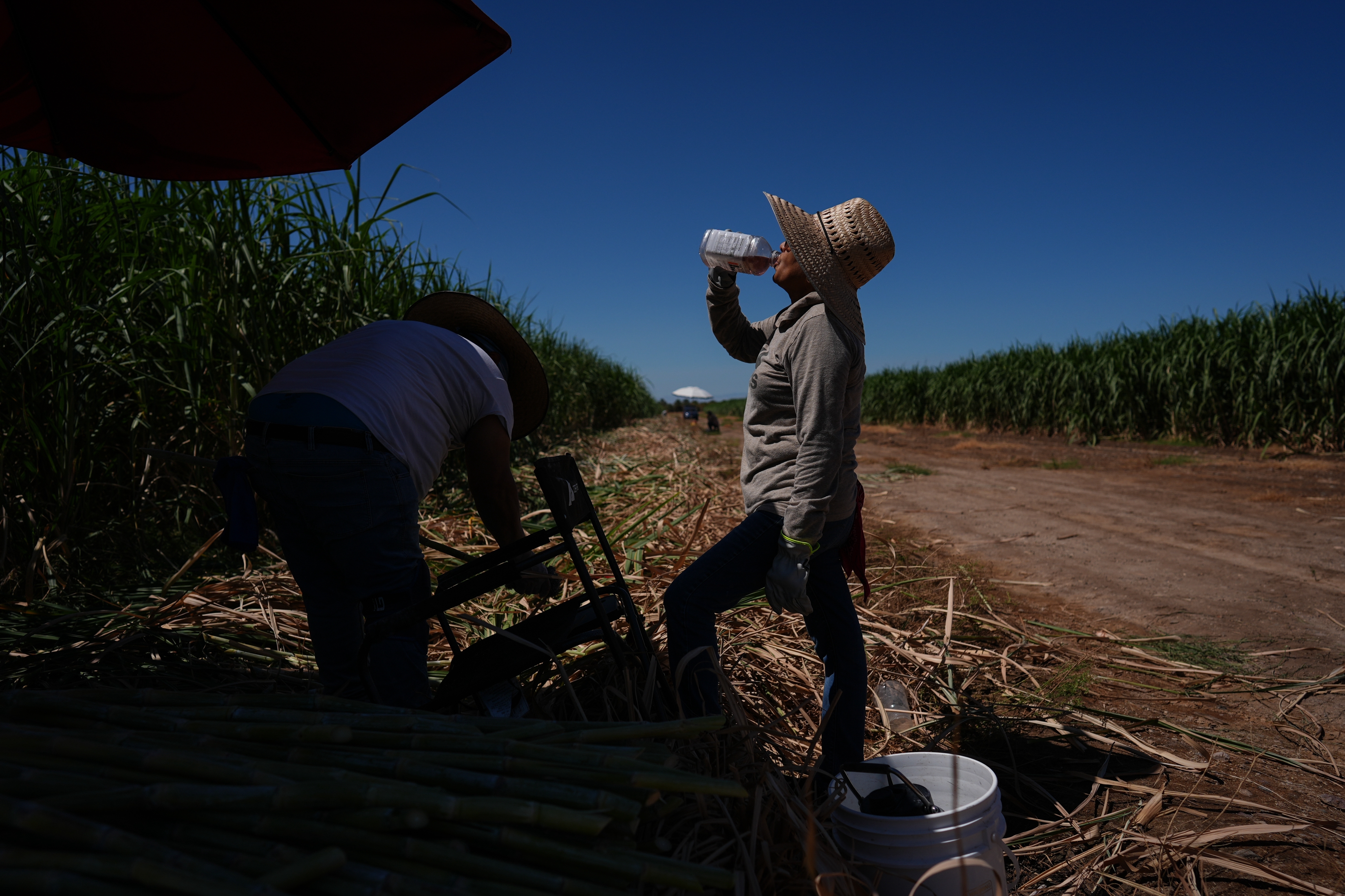Petrona Romero, right, drinks an electrolyte beverage while working alongside her husband, Cristino, in a sugarcane field in Niland, Calif., Thursday, Sept. 11, 2025.