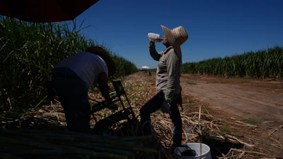 Petrona Romero, right, drinks an electrolyte beverage while working alongside her husband, Cristino, in a sugarcane field in Niland, Calif., Thursday, Sept. 11, 2025.