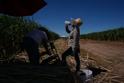 Petrona Romero, right, drinks an electrolyte beverage while working alongside her husband, Cristino, in a sugarcane field in Niland, Calif., Thursday, Sept. 11, 2025.