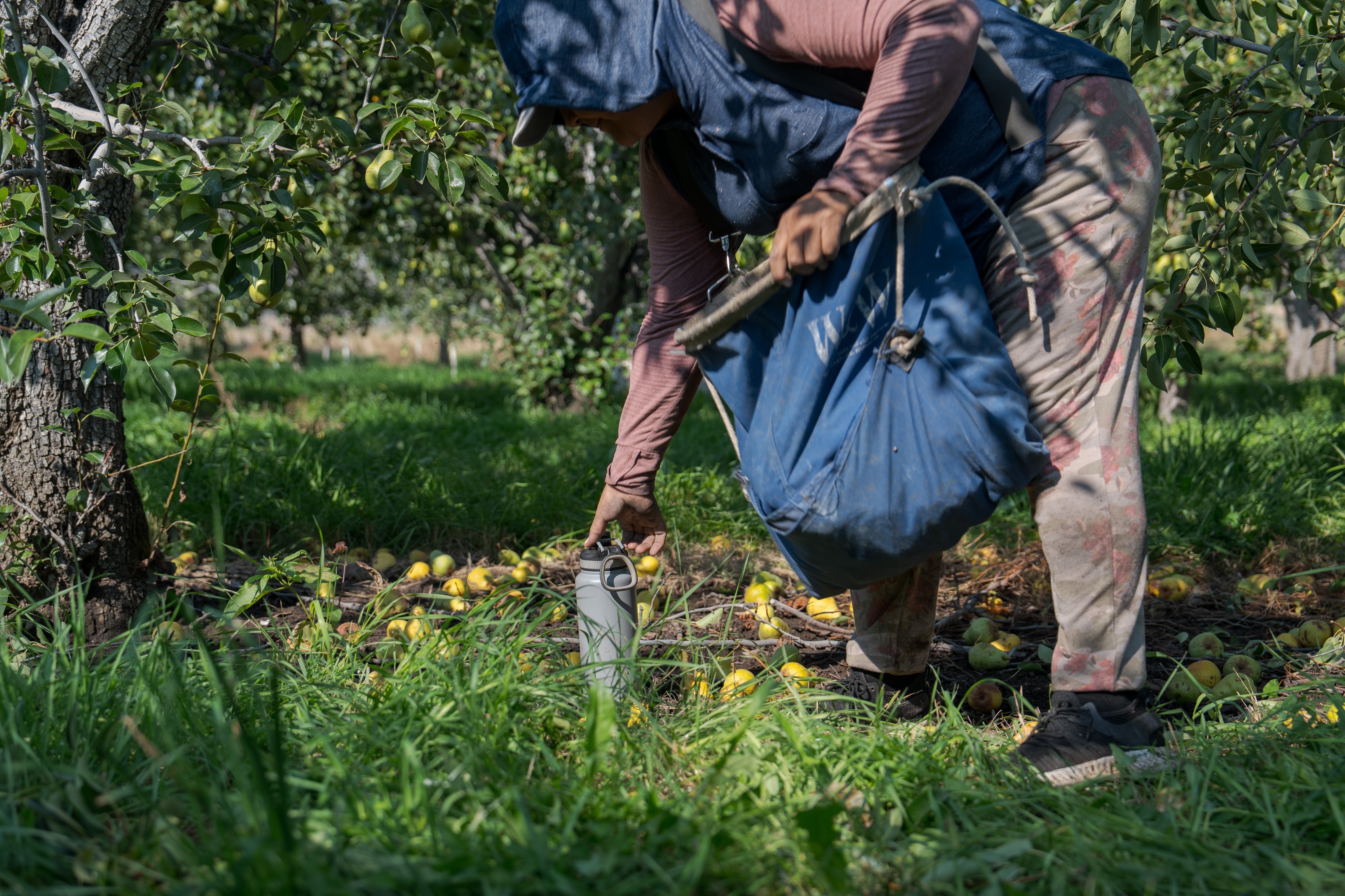 A worker reaches for a water bottle while harvesting pears at an orchard in Naches, Wash., Thursday, Aug. 28, 2025.