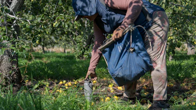 A worker reaches for a water bottle while harvesting pears at an orchard in Naches, Wash., Thursday, Aug. 28, 2025.