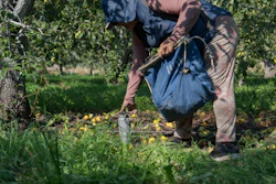 A worker reaches for a water bottle while harvesting pears at an orchard in Naches, Wash., Thursday, Aug. 28, 2025.
