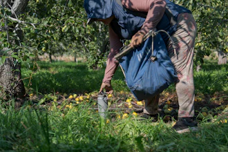 A worker reaches for a water bottle while harvesting pears at an orchard in Naches, Wash., Thursday, Aug. 28, 2025.