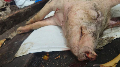 In this photo released by Ministry of Agriculture of Taiwan, a culled pig is seen after reported cases of African swine fever in Taichung, western Taiwan on Oct. 21, 2025.