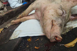 In this photo released by Ministry of Agriculture of Taiwan, a culled pig is seen after reported cases of African swine fever in Taichung, western Taiwan on Oct. 21, 2025.
