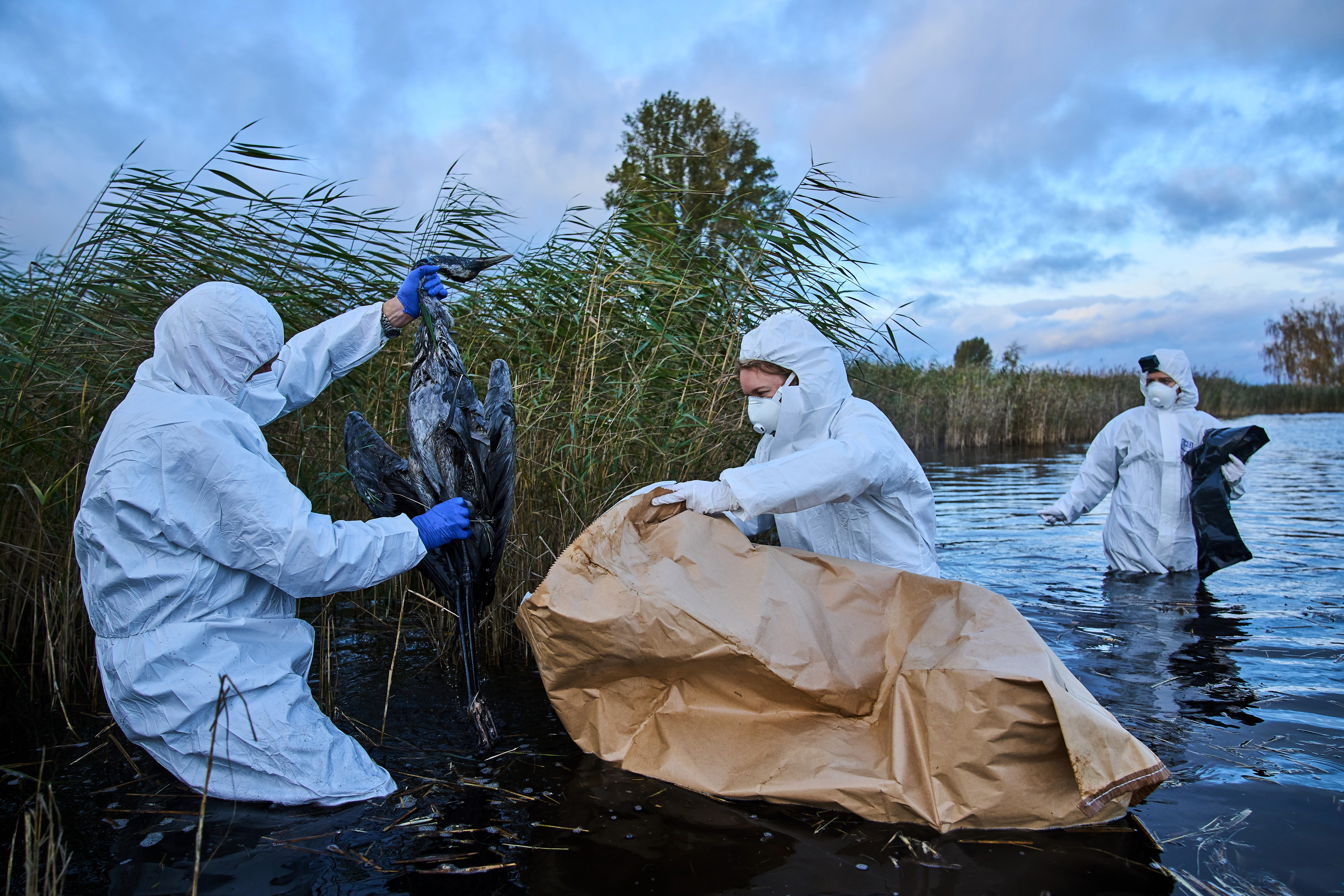 Environmental workers collect the bodies of the birds have died from bird flu in a lake in Linum, Brandenburg, Germany, Oct. 27, 2025.