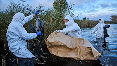 Environmental workers collect the bodies of the birds have died from bird flu in a lake in Linum, Brandenburg, Germany, Oct. 27, 2025.