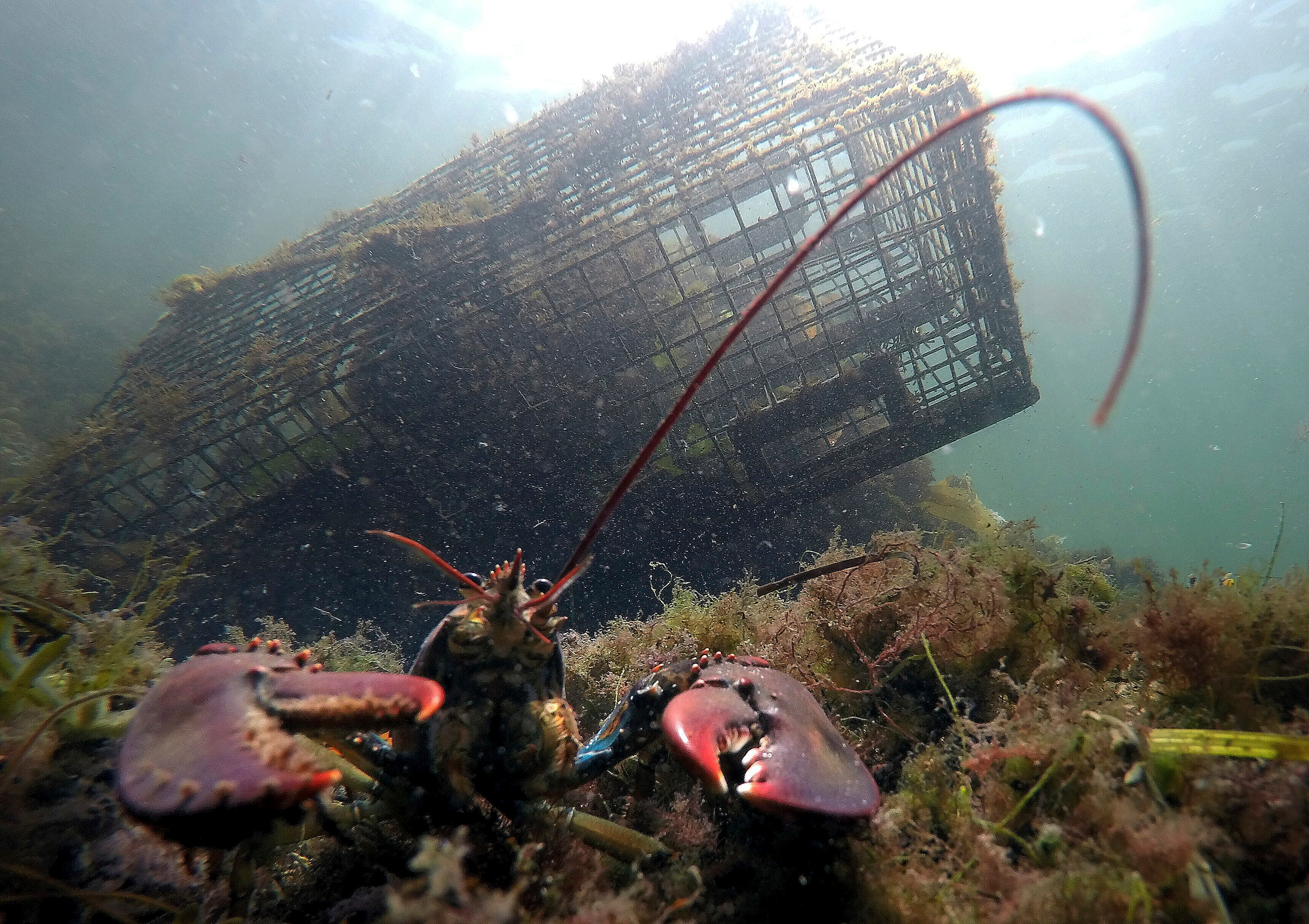 A lobster guards its territory in front of a trap on Sept. 3, 2018, near Biddeford, Maine.