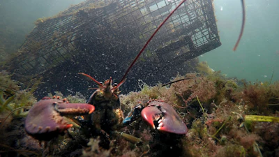 A lobster guards its territory in front of a trap on Sept. 3, 2018, near Biddeford, Maine.