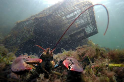 A lobster guards its territory in front of a trap on Sept. 3, 2018, near Biddeford, Maine.