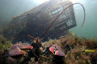 A lobster guards its territory in front of a trap on Sept. 3, 2018, near Biddeford, Maine.