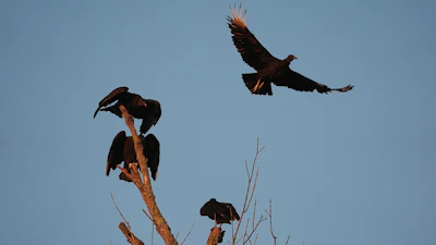 A black vulture, top right, flies Monday, Sept. 29, 2025, in Cincinnati.