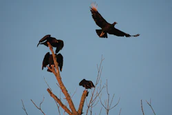 A black vulture, top right, flies Monday, Sept. 29, 2025, in Cincinnati.