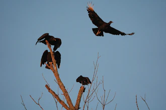 Black vultures perched on tree branches against blue sky at sunset