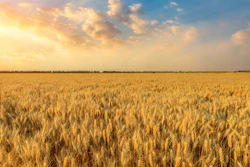 A large field of wheat.