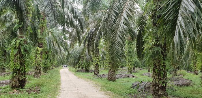A palm forest with a dirt road.