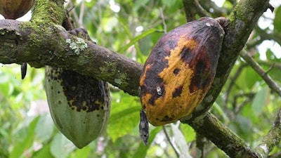 The fungal disease black pod rot shown in cacao seed pods.