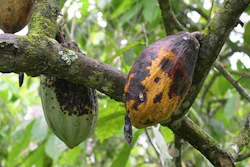 The fungal disease black pod rot shown in cacao seed pods.