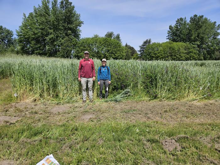 Doug Collins and Teal Potter, co-authors of the study, stand in a field of triticale. The cover crop was grown to study its viability as a biofuel source.