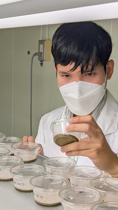 Assistant Professor Poomraphie Nuntawong observes the effects of Manchurian walnut leaf extracts on seedling growth.