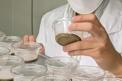 Assistant Professor Poomraphie Nuntawong observes the effects of Manchurian walnut leaf extracts on seedling growth.