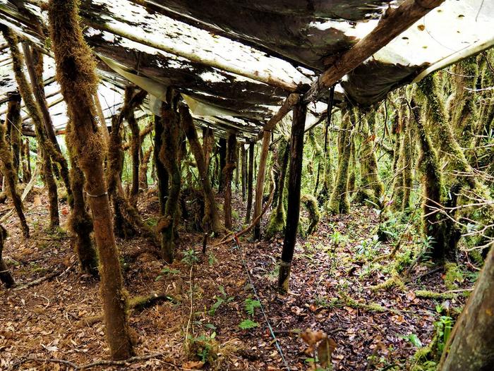 An experiment test site in the cloud forests of the Kosñipata Valley, Peru.