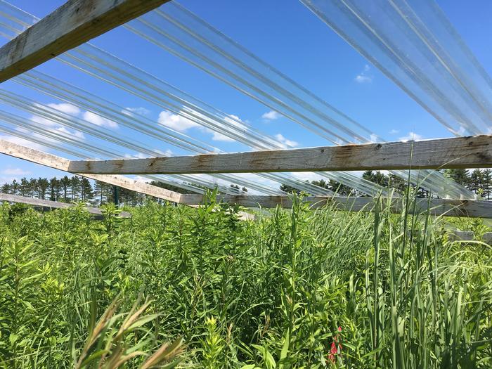 Rainout shelters at the Purdue Wildlife Area, near West Lafayette, Indiana, reduced precipitation in a restored prairie as part of the International Drought Experiment.