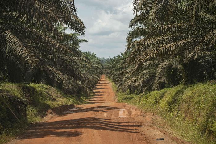 A palm oil site.