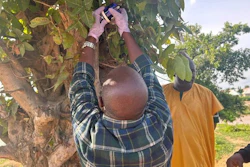 Mercury passive air samplers (MerPAS) measure gaseous elemental mercury concentrations in and around both the ASGM site and farming areas.
