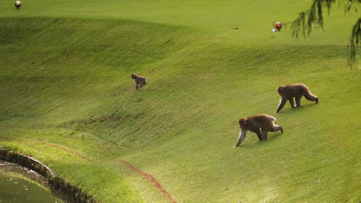 Monkeys move towards a pond to drink water at a golf course in Azumino, central Japan, Thursday, Oct. 2, 2025.