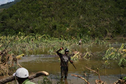 A man works in a banana field after Hurricane Melissa passed though the southern coast of Santiago de Cuba, Thursday, Oct. 30, 2025.