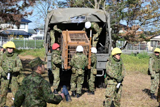 In this photo provided by the Japan Self-Defense Forces Akita Camp, Self-Defense forces personnel unload a bear cage from a military truck in JSDF Akita Camp, Akita, northern Japan, Oct. 30, 2025.