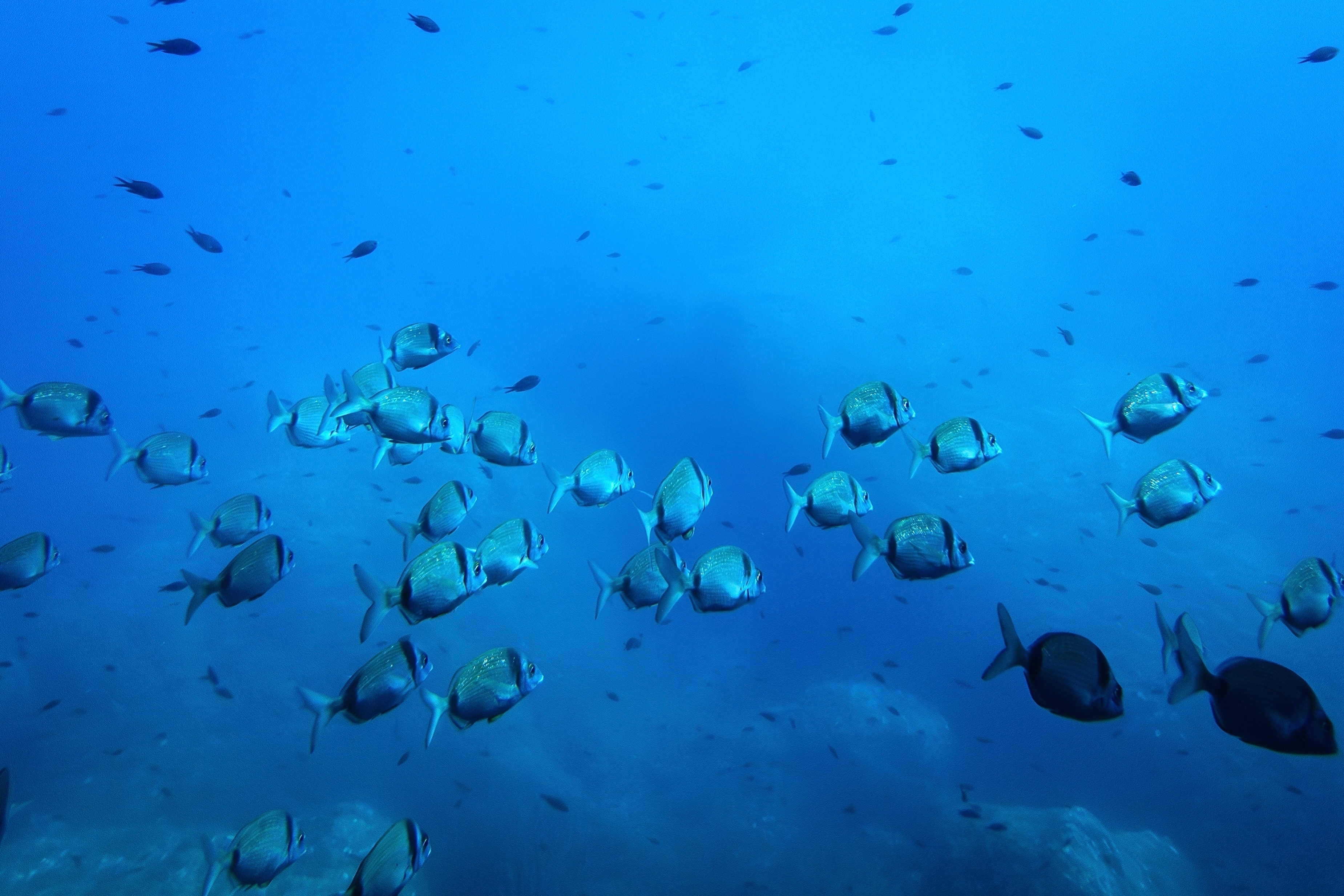 Common two-banded seabream fish swim in the protected area of France's Porquerolles National Park ahead of the U.N. Ocean Conference on June 6, 2025.