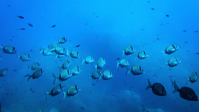 Common two-banded seabream fish swim in the protected area of France's Porquerolles National Park ahead of the U.N. Ocean Conference on June 6, 2025.