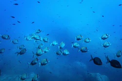 Common two-banded seabream fish swim in the protected area of France's Porquerolles National Park ahead of the U.N. Ocean Conference on June 6, 2025.