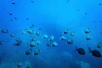 Common two-banded seabream fish swim in the protected area of France's Porquerolles National Park ahead of the U.N. Ocean Conference on June 6, 2025.