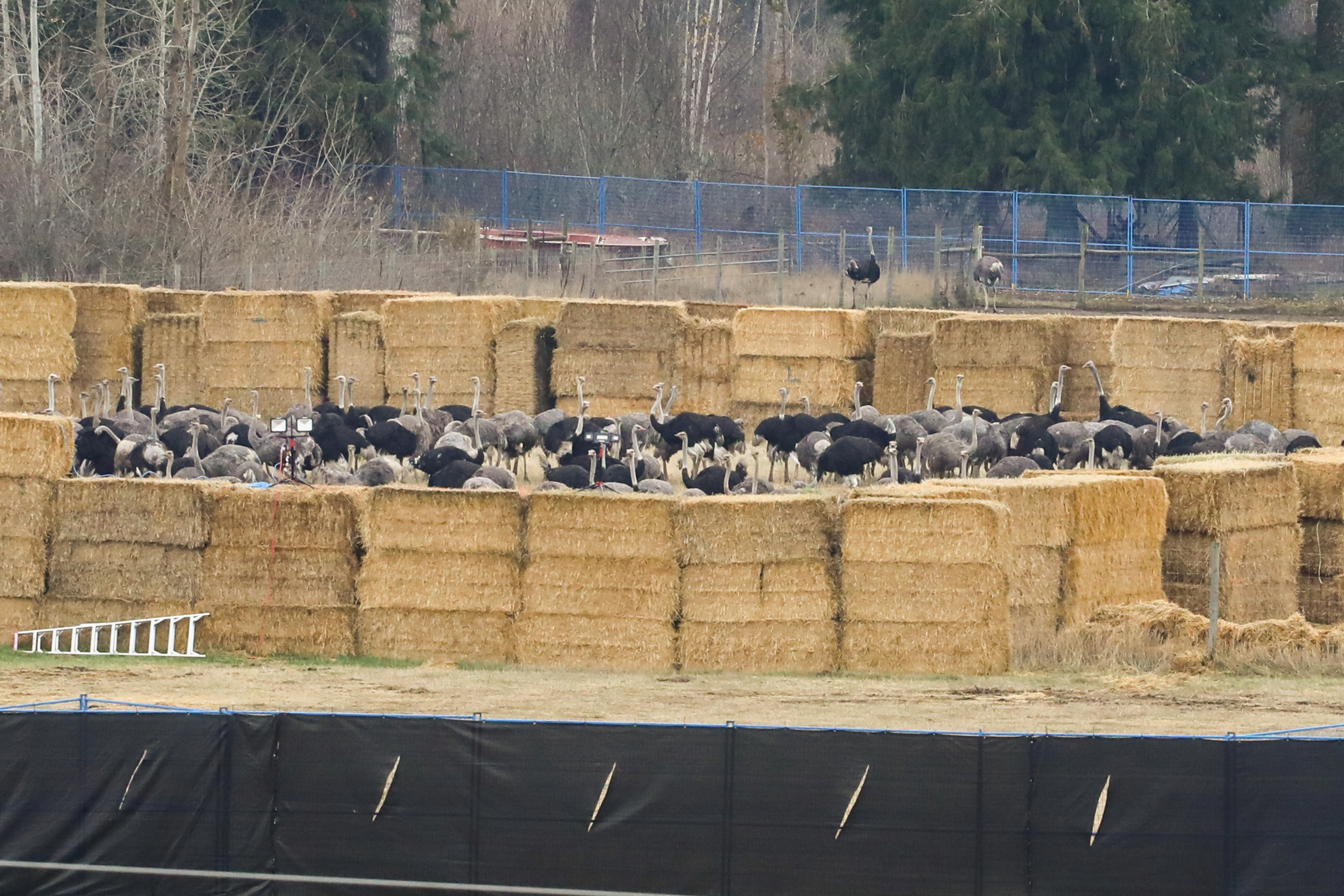 Ostriches are corralled near the Universal Ostrich Farms in Edgewood, B.C., after the Supreme Court of Canada declined to hear the farm's appeal against an order to cull more than 300 of its ostriches on Thursday, Nov. 6, 2025.