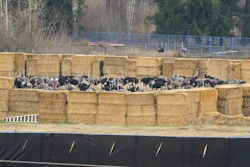 Ostriches are corralled near the Universal Ostrich Farms in Edgewood, B.C., after the Supreme Court of Canada declined to hear the farm's appeal against an order to cull more than 300 of its ostriches on Thursday, Nov. 6, 2025.