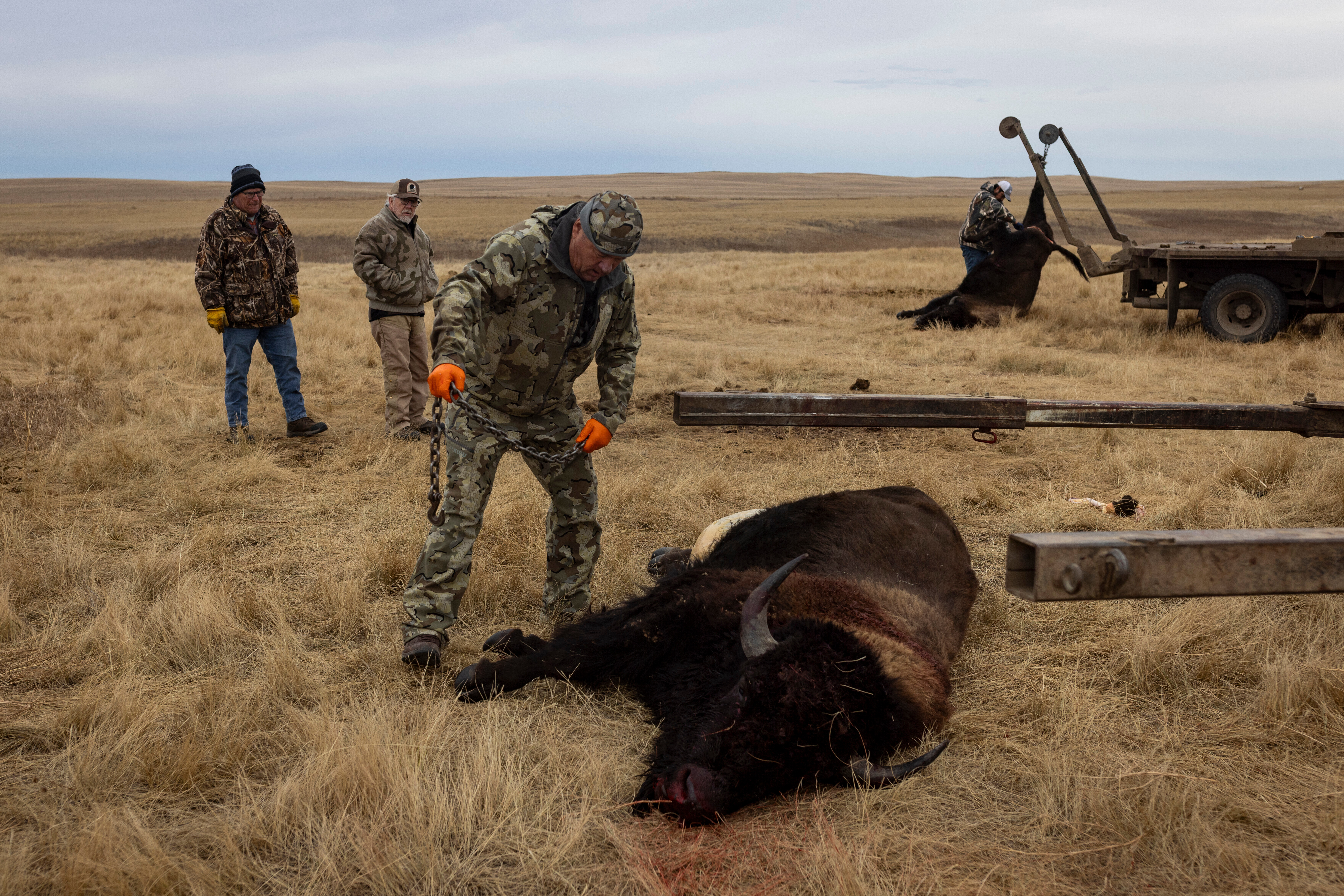Buffalo manager Robert Magnan, center, field dresses a bison at the Fort Peck Assiniboine & Sioux Tribes Buffalo Ranch near Wolf Point, Mont., Nov. 10, 2025.