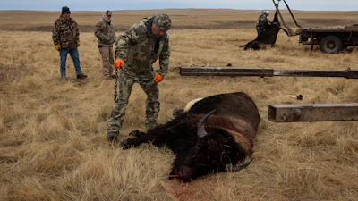 Buffalo manager Robert Magnan, center, field dresses a bison at the Fort Peck Assiniboine & Sioux Tribes Buffalo Ranch near Wolf Point, Mont., Nov. 10, 2025.
