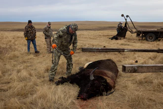 Buffalo manager Robert Magnan, center, field dresses a bison at the Fort Peck Assiniboine & Sioux Tribes Buffalo Ranch near Wolf Point, Mont., Nov. 10, 2025.