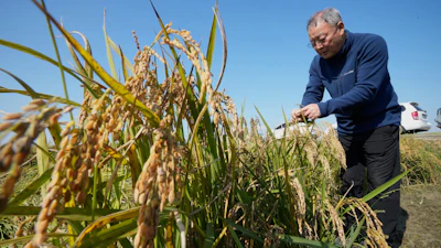 Rice farmer Hwang Seong-yeol in Seosan, South Korea, Oct. 20, 2025.