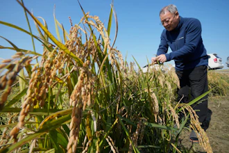 Rice farmer Hwang Seong-yeol in Seosan, South Korea, Oct. 20, 2025.