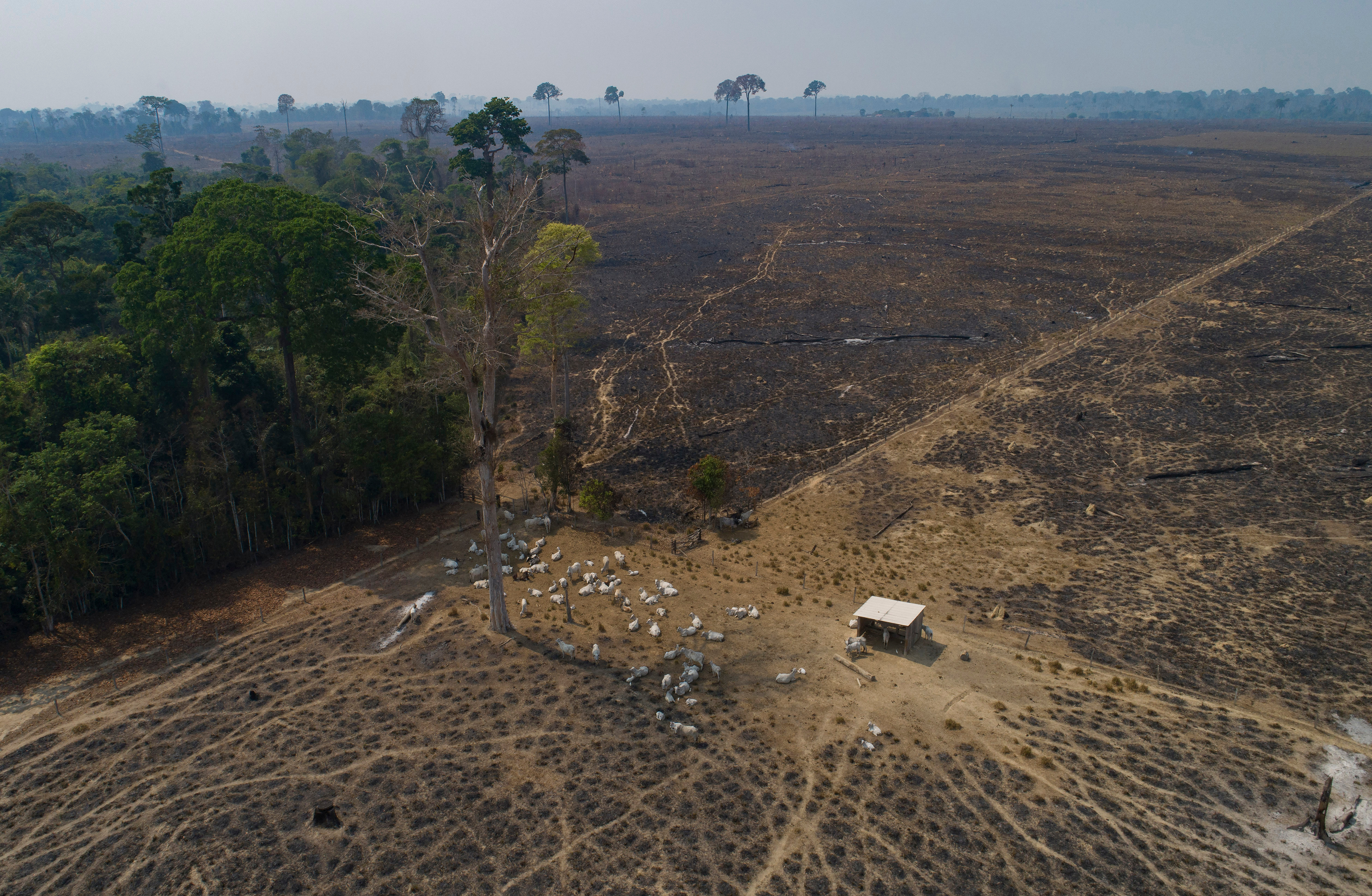 Cattle graze on land recently burned and deforested by cattle farmers near Novo Progresso, Para state, Brazil, on Aug. 23, 2020.
