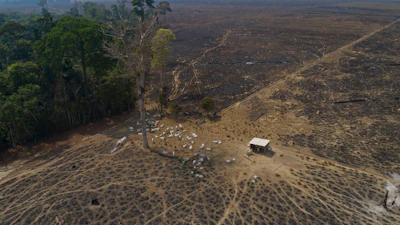 Cattle graze on land recently burned and deforested by cattle farmers near Novo Progresso, Para state, Brazil, on Aug. 23, 2020.