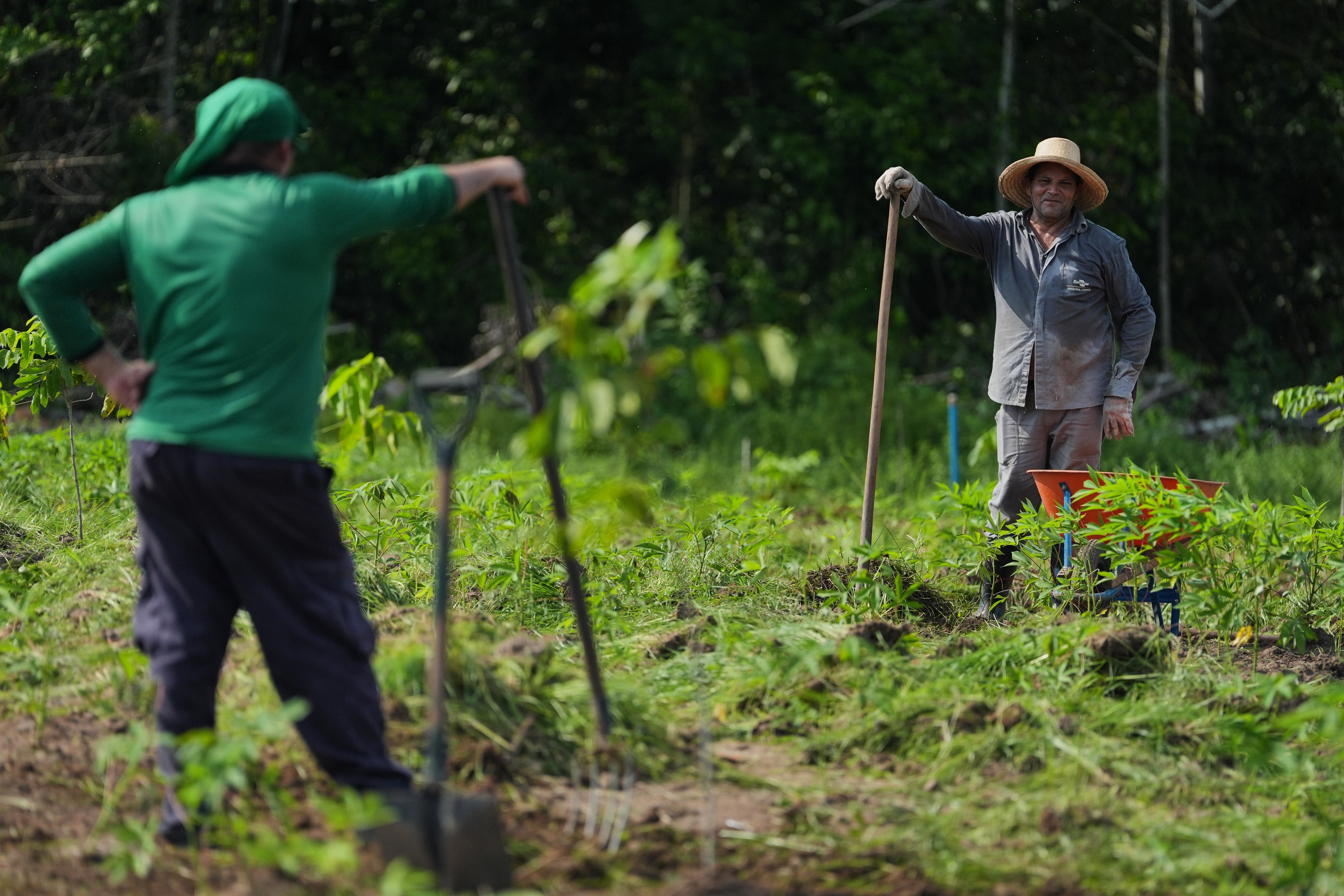 Workers take a break while maintaining a research field of cassava crops at the AgriZone near the COP30 U.N. Climate Summit, Tuesday, Nov. 18, 2025, in Belem, Brazil.